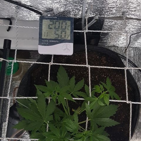 Gran Royal growlog timeline photo