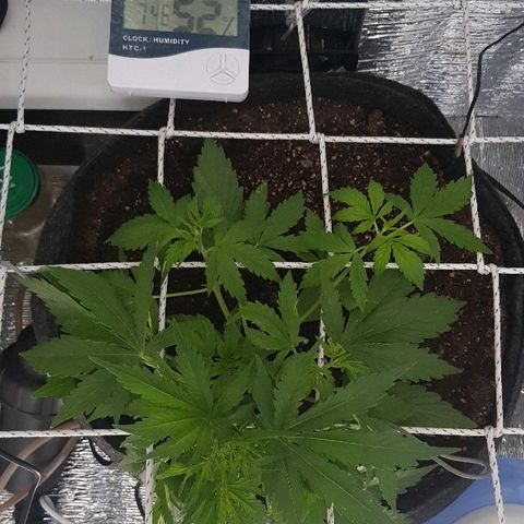 Gran Royal growlog timeline photo