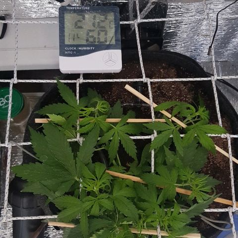 Gran Royal growlog timeline photo