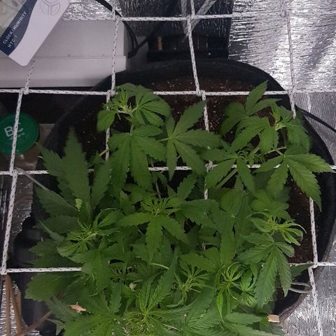 Gran Royal growlog timeline photo
