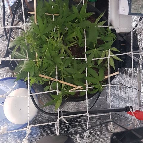 Gran Royal growlog timeline photo