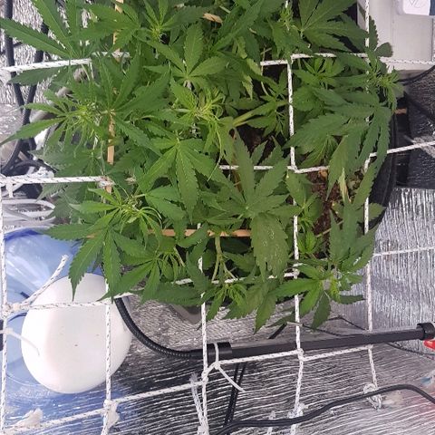 Gran Royal growlog timeline photo