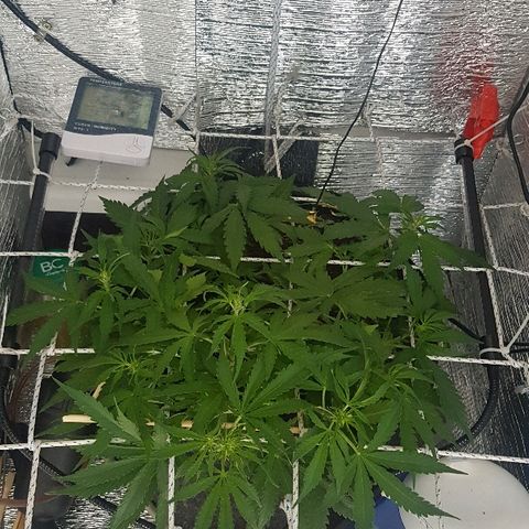Gran Royal growlog timeline photo