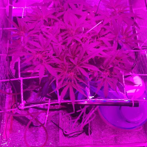 Gran Royal growlog timeline photo