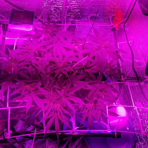 Gran Royal growlog timeline photo