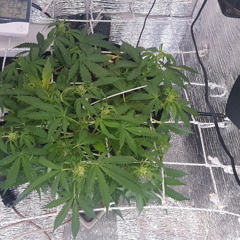 Gran Royal growlog timeline photo