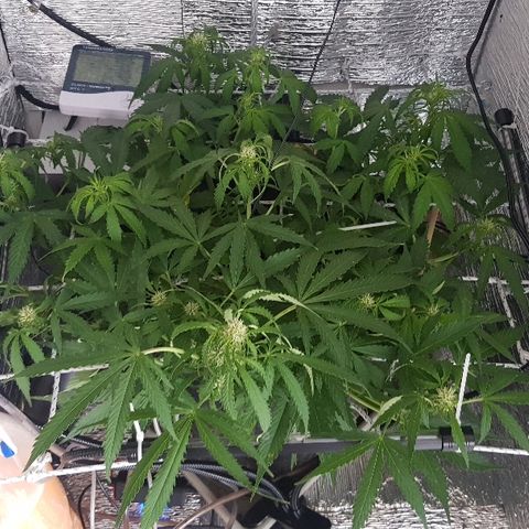 Gran Royal growlog timeline photo