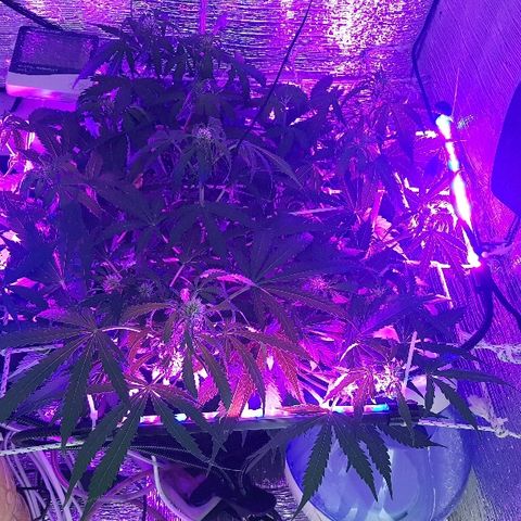Gran Royal growlog timeline photo
