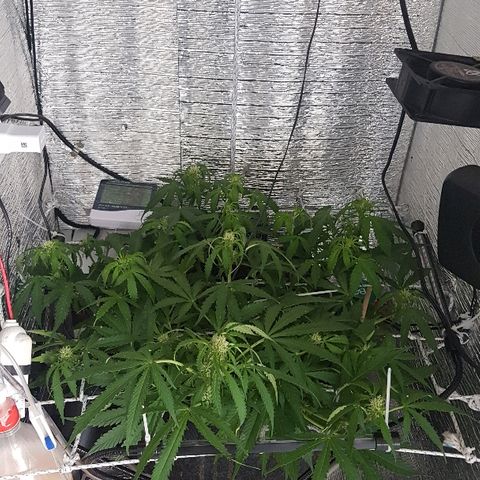 Gran Royal growlog timeline photo