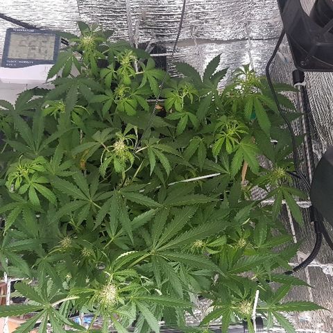 Gran Royal growlog timeline photo