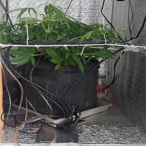 Gran Royal growlog timeline photo