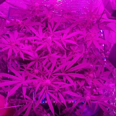 Gran Royal growlog timeline photo