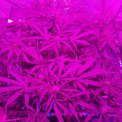 Gran Royal growlog timeline photo