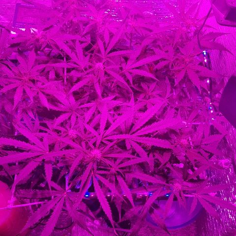 Gran Royal growlog timeline photo