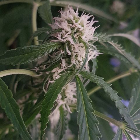 Gran Royal growlog timeline photo