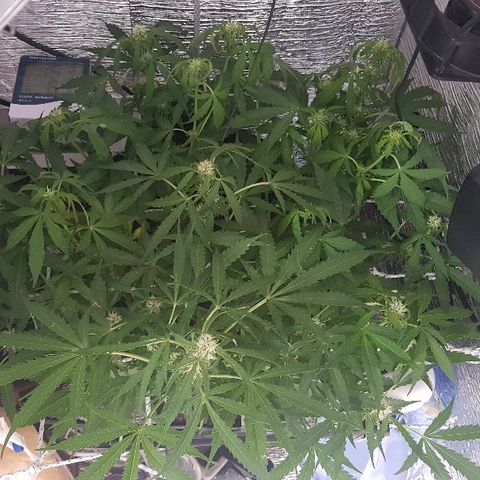 Gran Royal growlog timeline photo