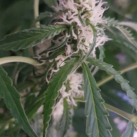 Gran Royal growlog timeline photo