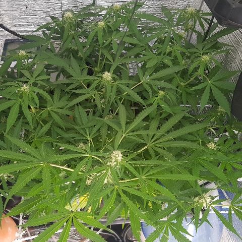 Gran Royal growlog timeline photo