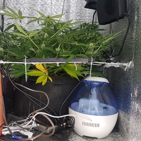 Gran Royal growlog timeline photo