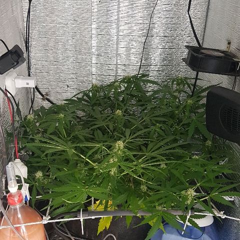 Gran Royal growlog timeline photo