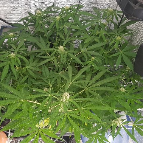 Gran Royal growlog timeline photo