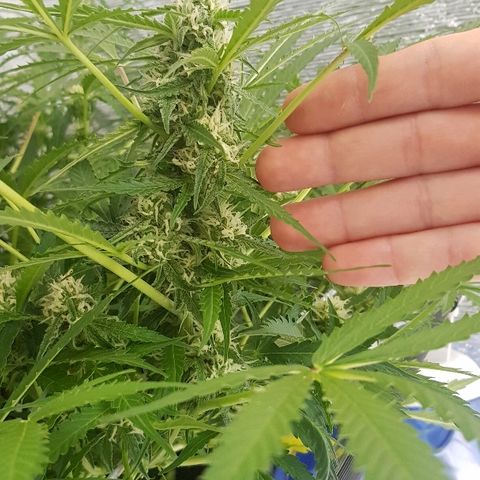 Gran Royal growlog timeline photo
