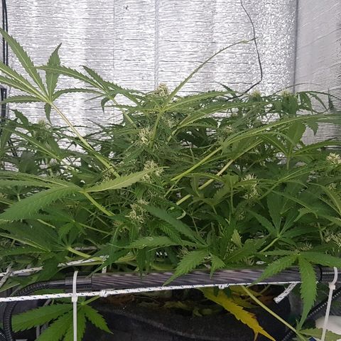 Gran Royal growlog timeline photo