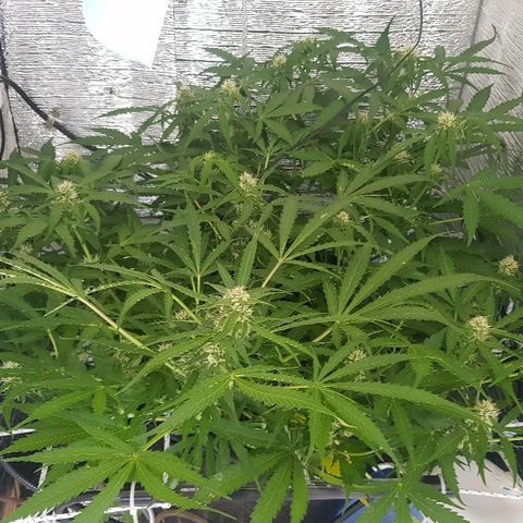 Gran Royal growlog timeline photo