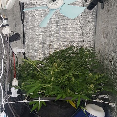 Gran Royal growlog timeline photo