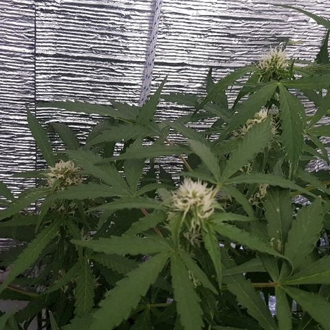 Gran Royal growlog timeline photo