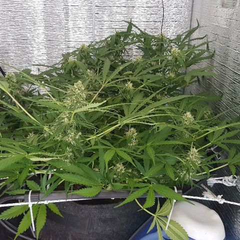 Gran Royal growlog timeline photo