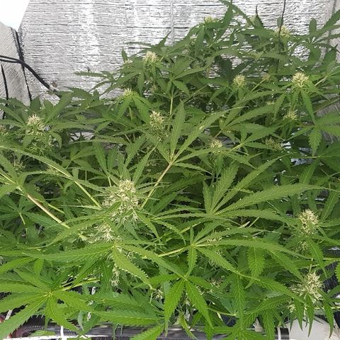 Gran Royal growlog timeline photo