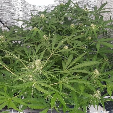Gran Royal growlog timeline photo