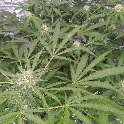 Gran Royal growlog timeline photo