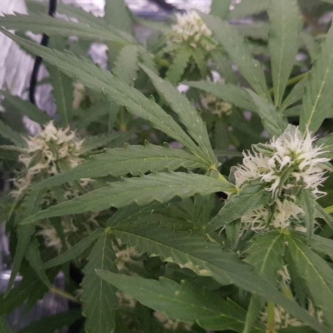 Gran Royal growlog timeline photo