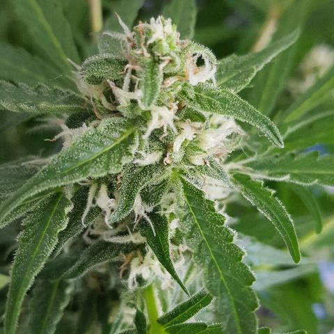 Gran Royal growlog timeline photo