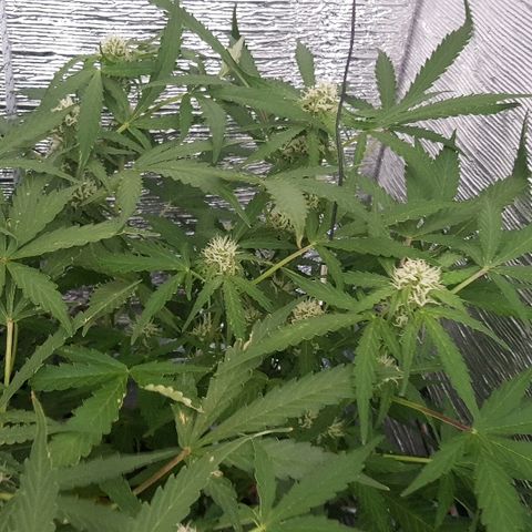 Gran Royal growlog timeline photo