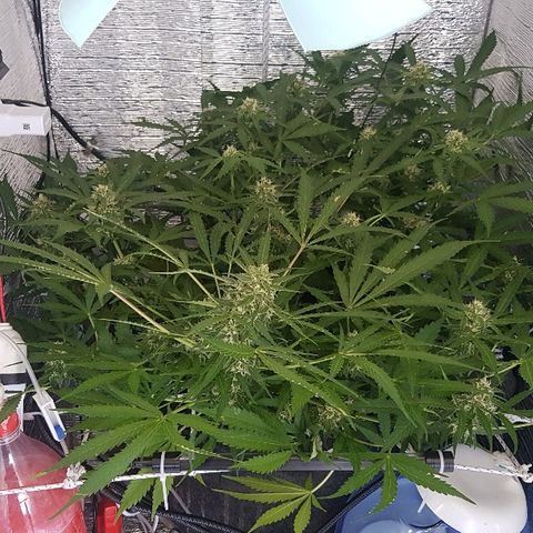 Gran Royal growlog timeline photo