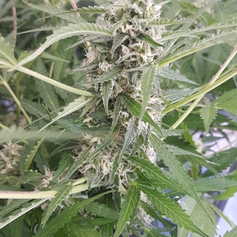 Gran Royal growlog timeline photo