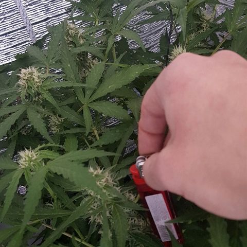 Gran Royal growlog timeline photo