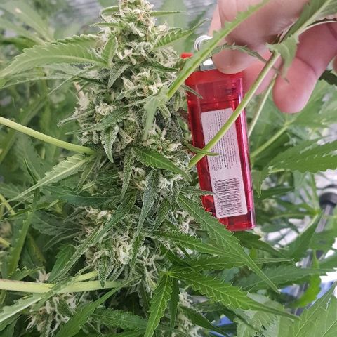 Gran Royal growlog timeline photo