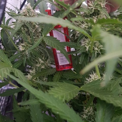 Gran Royal growlog timeline photo
