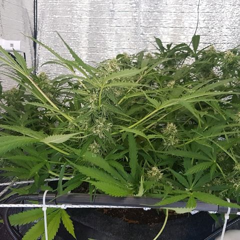 Gran Royal growlog timeline photo