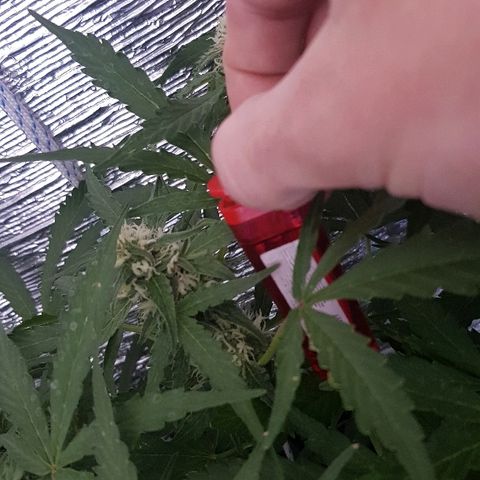 Gran Royal growlog timeline photo