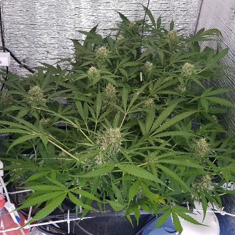 Gran Royal growlog timeline photo