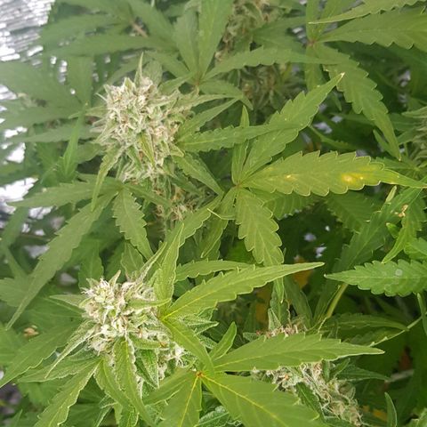 Gran Royal growlog timeline photo