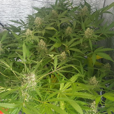 Gran Royal growlog timeline photo