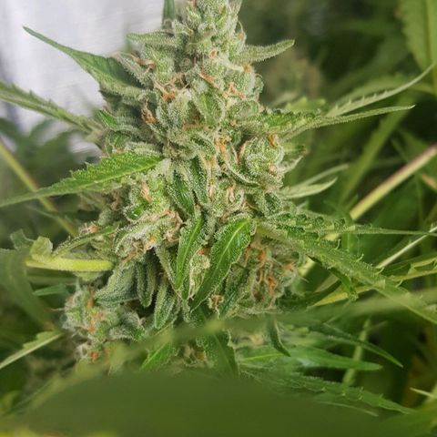 Gran Royal growlog timeline photo