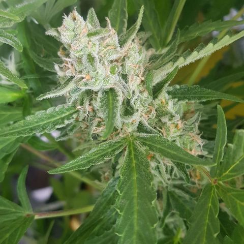 Gran Royal growlog timeline photo