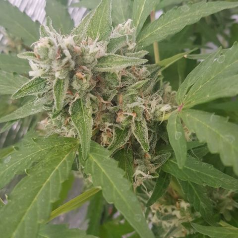 Gran Royal growlog timeline photo
